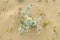 Summer sea, top view of an Eryngium maritimum plant