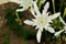 Summer sea, top view of an Pancratium maritimum flowers