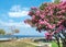 Summer seascape, park with blooming pink flowers, oleander tree, stone benches, beach. Romance on the background of the sea,