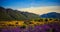 The Summer  season with alandscape Lupines field at sunset. summer in new zealand