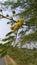 In summer season babul tree flowering stage yellow flower photo