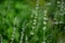 Summer season in Provence - fresh lavanda flowers at pastel colors of ultraviolet tone