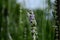 Summer season in Provence - fresh lavanda flowers at pastel colors of ultraviolet tone