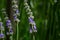 Summer season in Provence - fresh lavanda flowers at pastel colors of ultraviolet tone