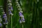 Summer season in Provence - fresh lavanda flowers at pastel colors of ultraviolet tone