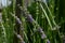 Summer season in Provence - fresh lavanda flowers at pastel colors of ultraviolet tone