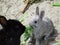 Summer season`s sweet and adorable baby bunny rabbits, Jericho beach, British Columbia, Canada, July 2018