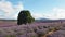 Summer shot of a field of lavender flowers and an old oak tree in tasmania