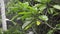 Summer shower in the dense forest, water droplets on green leaves