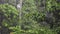 Summer shower in the dense forest, water droplets on green leaves