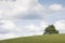 Summer sky over a lone evergreen tree