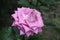 Summer small light violet rose flower