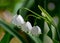 Summer snowflake flowers