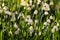 Summer snowflake flowers in bloom