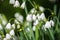 Summer snowflake flowers Leucojum aestivum