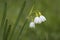 Summer snowflake, Leucojum aestivum