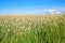 Summer spike field under the blue sky