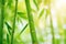 Summer Splendor: Embracing the Enchanting Beauty of Green Bamboo Leaves in Your Garden.