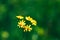 summer spring calendula yellow flowers background with green nature bokeh background