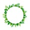 Summer spring green leaves branches twigs plants foliage greenery round circle frame with place for text