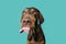Summer, spring hungry vizsla puppy dog licking its lips with tongue. Isolated on blue background