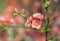 Summer, spring nature, pink japonica, japanese quince flower