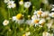 Summer and spring photography of a camomile field. Flowers macro as a background for your text.