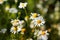 Summer and spring photography of a camomile field. Flowers macro as a background for your text.