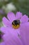 Summer spring pink flower sunny butterfly cosmos flowers