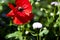 Summer and spring. spring is coming. bright red poppy flower. red poppy flower. summer nature beauty. Anzac Day. poppy seeds to