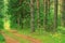 Summer spruce forest landscape