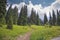 Summer spruce mountain meadow cloudscape