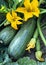 Summer squash