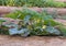 The summer squash, cucurbita pepo, being cultivated in a garden in the Siwa Oasis, Egypt..