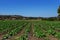 Summer squash plants on a farm