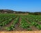 Summer squash plants on a farm