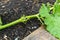 Summer squash stem damaged by hail, closeup