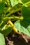 Summer squash yellow crookneck fruit, flower bud, and leaves