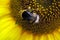 Summer stage. Solar event. Bumblebee on yellow flower. Pollination of a sunflower close up