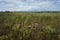 Summer steppe landscape