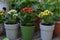 Summer still life with beautiful flowers in pots outside in the garden.  Vintage botanical background with plants, home hobby