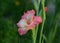 Summer still life with beautiful gladiolus flowers outside in the garden.  Vintage botanical background with plants, home hobby