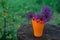 Summer still life. Close up of violet allium flowers in an orange plastic cup on a round wooden stump in the garden.