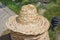 Summer straw natural fiber weave caps . A basketry hat, top view . Hats from natural materials, reed leaves