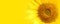 Summer sunflower banner close-up flower details against yellow panorama wide background macro photo