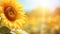 Summer sunflower banner with vibrant flower on blurred sunny background for agriculture promotion