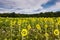 Summer Sunflower Field Maryland