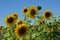 summer sunflowers