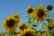 summer sunflowers