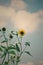 Summer Sunflowers Against Cloudy Blue Sky